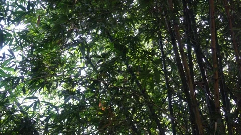 Bamboo plants Stock Footage 291510231