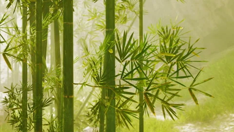 Bamboo plants grow in a dense forest with sunlight shining through leaves Stock Footage 345061804