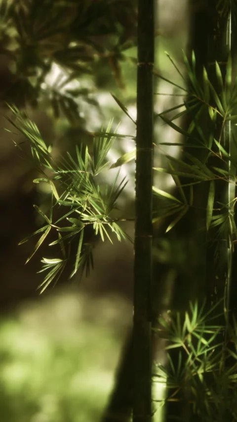 Bamboo plants grow in a forest during daylight hours Stock Footage 346758879