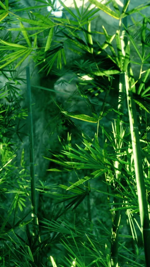 Bamboo plants growing in a green space during daytime in a garden Stock Footage 331742260