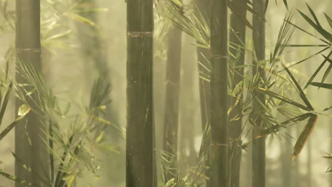 Bamboo plants growing in a misty forest at morning light Stock Footage 344956676