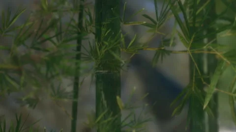 Bamboo plants growing in a natural setting during daytime Stock Footage 340030306