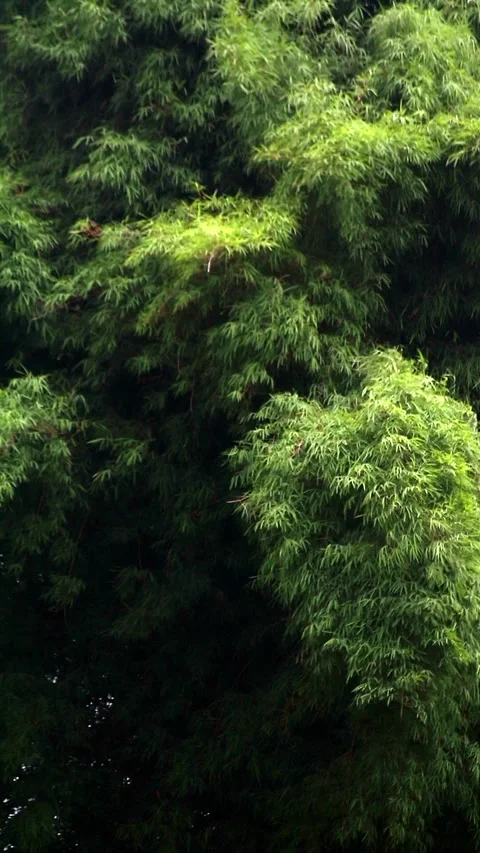 Bamboo plants hit by strong winds Video stock 296566400