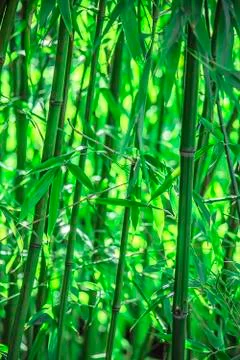 Bamboo plants Stock Photos