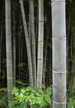 Bamboo plants Foto stock