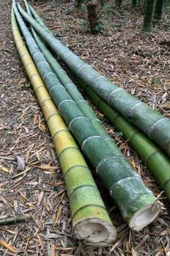 Bamboo plants Stock Photos