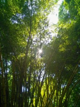 Bamboo plants Stock Photos