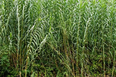 Bamboo plants Stock Photos