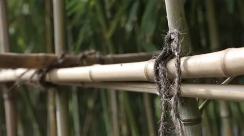 Bamboo plexus Stock Footage 44421645