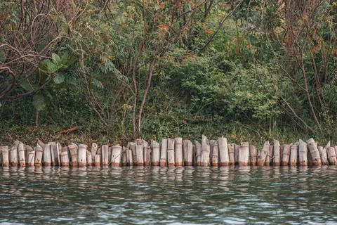Bamboo Pole Retaining Wall Lining a Green Riverbank Foto stock