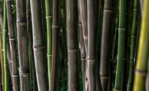 Bamboo poles Stock Photos