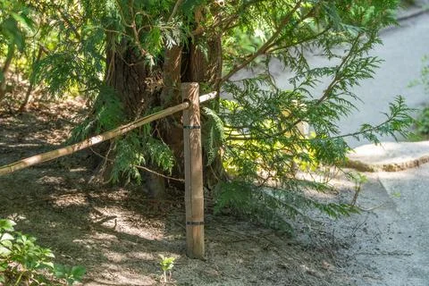 Bamboo Post Tied to Conifer Tree Beside Gravel Path Stock Photos