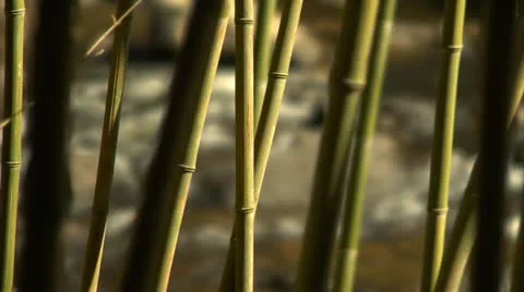 Bamboo Rack Focus to Stream (1080-24FPS).mp4 Stock Footage 10976720