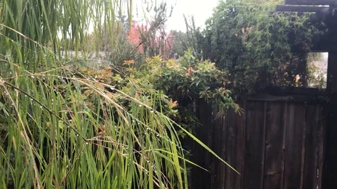 Bamboo in the rain Stock Footage 99017930