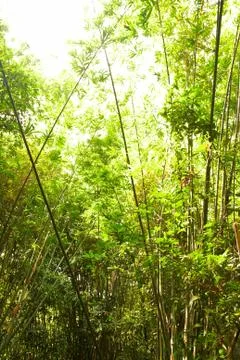 Bamboo in the rain forest. Stock Photos