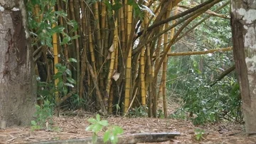 Bamboo in the Rainforest Stock Footage 85494003