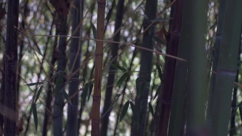 Bamboo rainforest natural environment Видео 106015317
