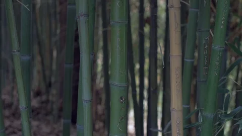 Bamboo rainforest natural environment Видео 106015654