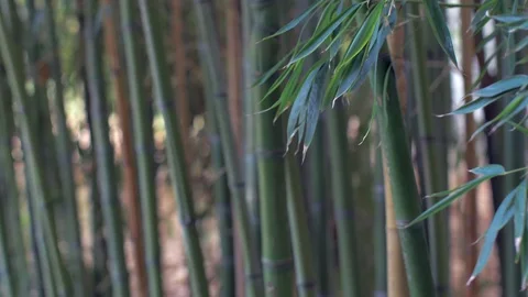 Bamboo rainforest natural environment Stock Footage 106015710