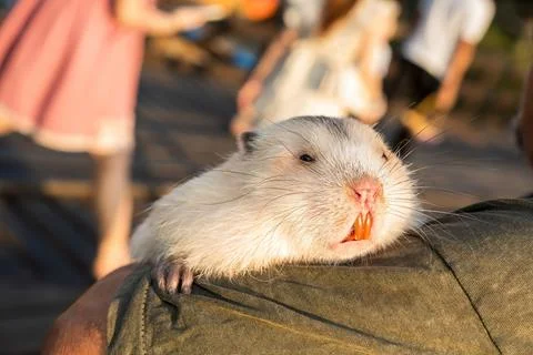 Bamboo rat Stock Photos