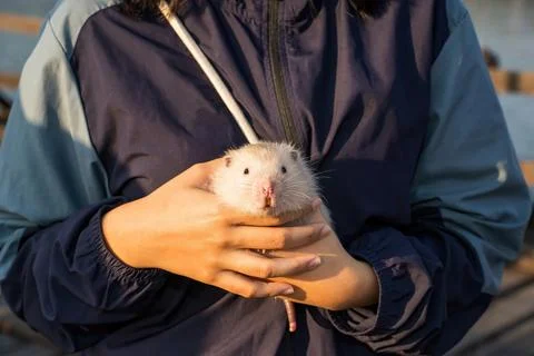 Bamboo rat Foto stock