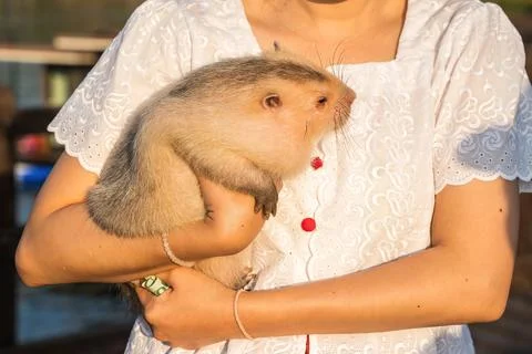 Bamboo rat Stock Photos
