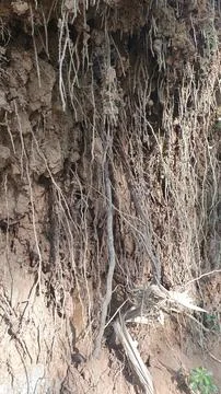 Bamboo root Fotos Stock