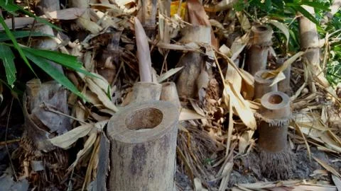 Bamboo root pieces in the yard 写真素材