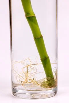 Bamboo roots Stock Photos