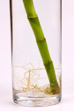 Bamboo roots Stock Photos