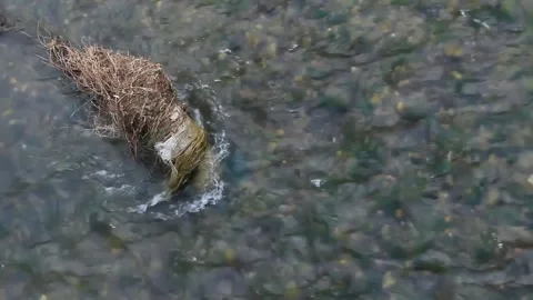 Bamboo roots stuck in a shallow river Video stock 246429425