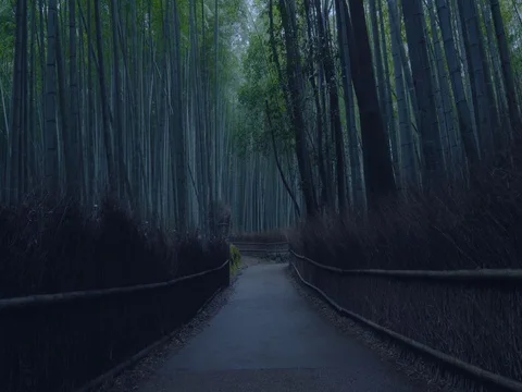 Bamboo in Sagano Vídeo Stock 84591159