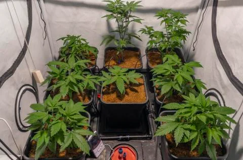 Bamboo scrog net under LED big light with young flowers of marijuana indoor Stock Photos