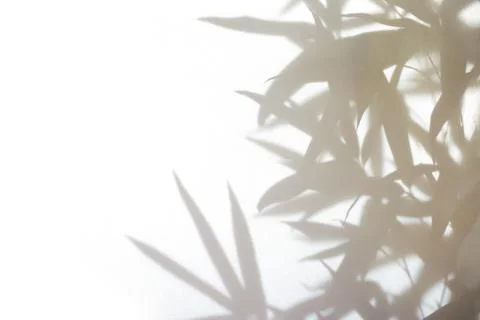 Bamboo shadow background Stock Photos