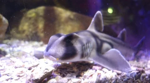 Bamboo shark breathing fast Stock Footage 57462910