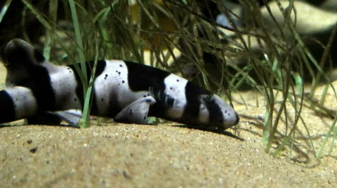Bamboo shark, close-up Stock Footage 63896