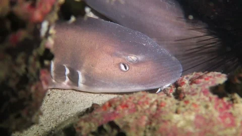 Bamboo Sharks Head Shot Stock Footage 158984382