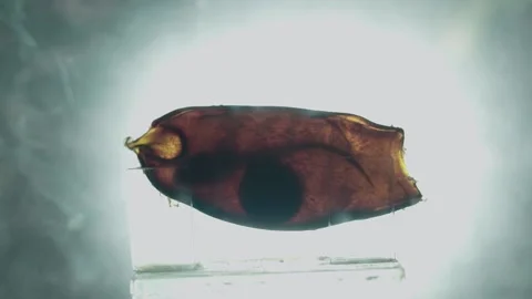 Bamboo sharks' s Egg Embryos Show in Aquarium Stock Footage 153523098