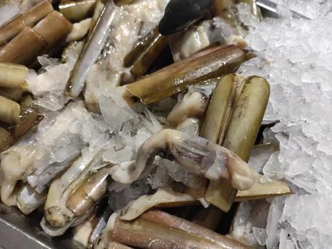 Bamboo shells (Ensis leei) with broken ice Stock Photos