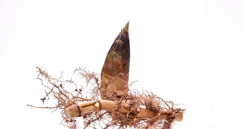 Bamboo shoot Stock Footage 107186392