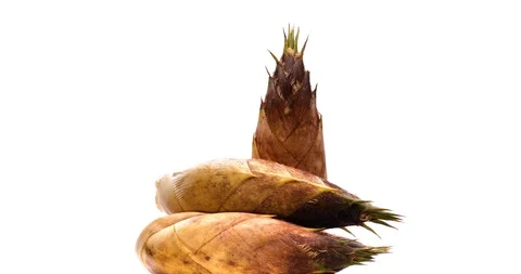 Bamboo shoot Stock Footage 121614574