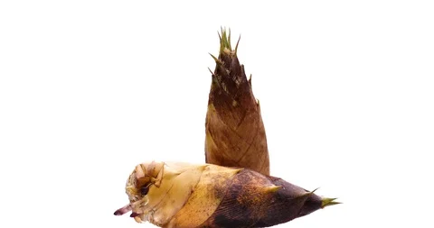 Bamboo shoot Stock Footage 121826670