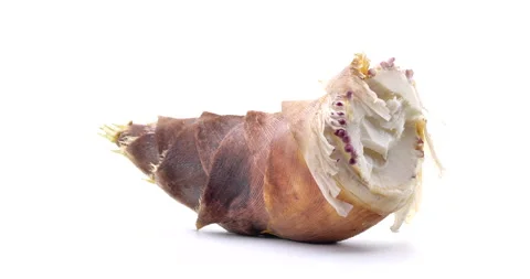 Bamboo shoot. Stock Footage 146153294