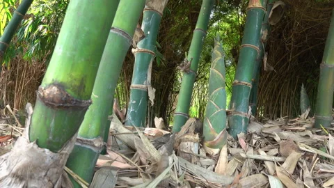 Bamboo shoot 스톡 동영상 291374881