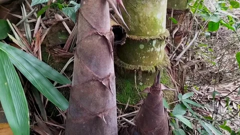 Bamboo shoot Stock Footage 336862603