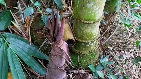 Bamboo shoot Stock Footage 336862606