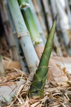 Bamboo shoot Stock Photos