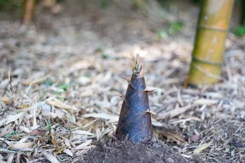 Bamboo shoot Stock Photos