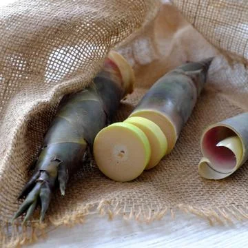 Bamboo shoot Stock Photos