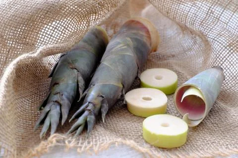 Bamboo shoot Stock Photos